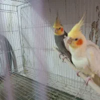 عروس هلندی مولد|پرنده|ساری, |دیوار