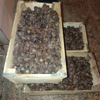 خرما برحی