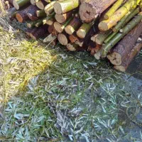 خریدو بریدن  همه نوع چوب باغات ویلا حیاط|خدمات باغبانی و درختکاری|مرند, |دیوار