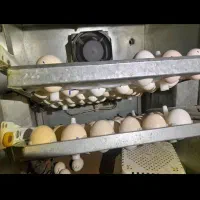 تخم مرغ و بوقلمون نطفه دار (دستگاه)