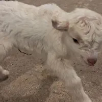 بزغاله سانن