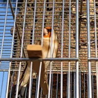 سهره چانه سفید|پرنده|کرمانشاه, |دیوار