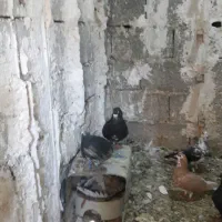 شهری وبهبهانی خوب