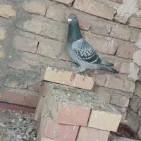 کبوتر  مسافتی و  پرشی