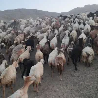 ۱۰۰|حیوانات مزرعه|مرودشت, رامجرد یک|دیوار