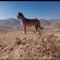 سگ ماده|سگ|آوج, |دیوار