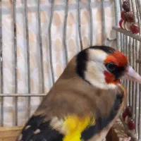 جوجه سهره سرلاکی
