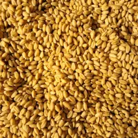 گندم کوه دشت