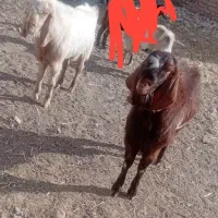 دو عدد نربزغاله پاکستانی|حیوانات مزرعه|کاخک, |دیوار