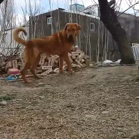 واگذاری با ق دورقمی