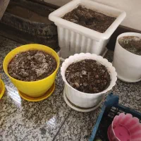 گلدانهای سفالی و پلاستیکی|گل و گیاه طبیعی|کرج, کوی مهر|دیوار