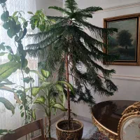 گل کاج مطبق بزرگ و زیبا