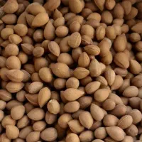 بادام تلخ کوهی