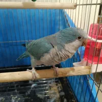 طوطی راهب سخنگو|پرنده|ملارد, |دیوار