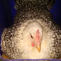 مرغ لری جوجه تخم مرغ