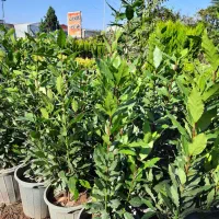 برگ بو|گل و گیاه طبیعی|قائمشهر, |دیوار