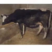 گاو و گوساله