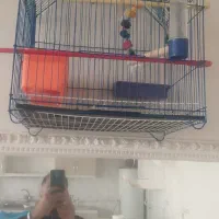 مرغ عشـق یک جفت