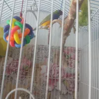 فنج گلدین نر سالم ویک ماده زبرا سفید رنگ سالم|پرنده|کرمانشاه, |دیوار
