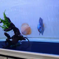 یه جفت دیسکس مولد|ماهی|تهران, پامنار|دیوار