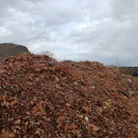 برگ چنار خالص و درشت|خدمات باغبانی و درختکاری|محلات, |دیوار