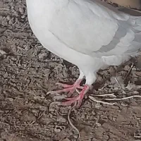 نره لایی|پرنده|نیمروز, |دیوار