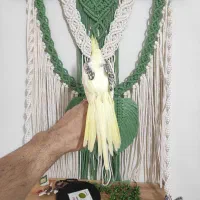 جوجه عروس رام و دستی|پرنده|لاهیجان, جمهوری|دیوار