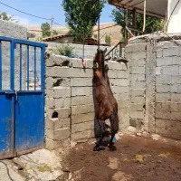 اسب|اسب و تجهیزات اسب‌سواری|خلخال, |دیوار