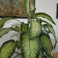 گل دیفن باخیا|گل و گیاه طبیعی|گلبهار, شهر جدید گلبهار|دیوار