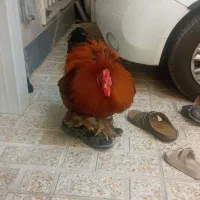 خروس