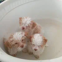 حیوان خانگی پت|سگ|مرودشت, سهلآباد|دیوار