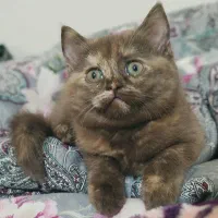 بچه توله گربه ۴ ماهه بریتیش ماده