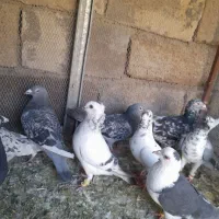 کبوتر پلاکی دسته|پرنده|شیراز, قلعه نو|دیوار