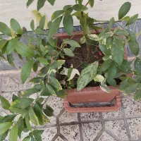 کامکوات|گل و گیاه طبیعی|خوی, |دیوار