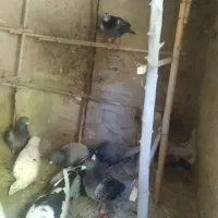 کفتر