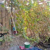 خانه باغ جاده کاشان