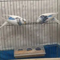 فروش یک جفت مرغ عشق
