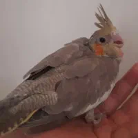 جوجه عروس هلندی لوتینو و اهویی|پرنده|اصفهان, جاوان|دیوار