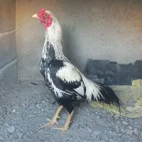 خروس نیکشهر|حیوانات مزرعه|قصرقند, |دیوار