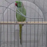 معاوضه طوطی با قناری و گوسفند|پرنده|یزد, |دیوار