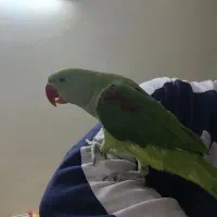 یک شاه طوطی نر شاه تخم یک جفت ملنگو شیطون و ملوس|پرنده|تهران, دردشت|دیوار