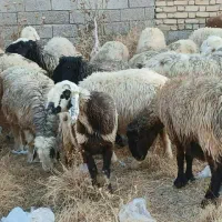 ۲۰راس میش ترکی بختیاری آبستن