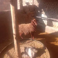 قوچ‌وبره‌نر|حیوانات مزرعه|نیشابور, ریوند|دیوار