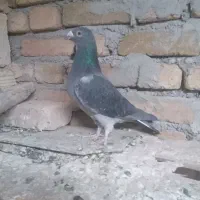 کبوتر پلاکی