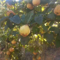 به سده برزک
