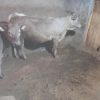 گوساله نروماده