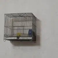 قفس قناری سهره کبوتر قوطی نر تنها