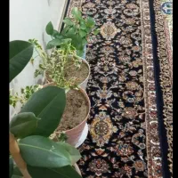 کناره ۳/۵ متری|فرش|ری, سیزده آبان|دیوار