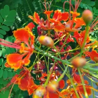 انواع نهال مرکبات ،گل ،استوایی|گل و گیاه طبیعی|جیرفت, |دیوار