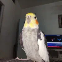 عروس هلندی سخنگو